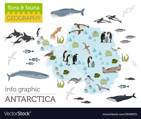 Antarctic antarctica flora and fauna map flat Vector Image