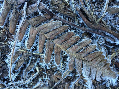 Frosted Leave Smithsonian Photo Contest Smithsonian Magazine