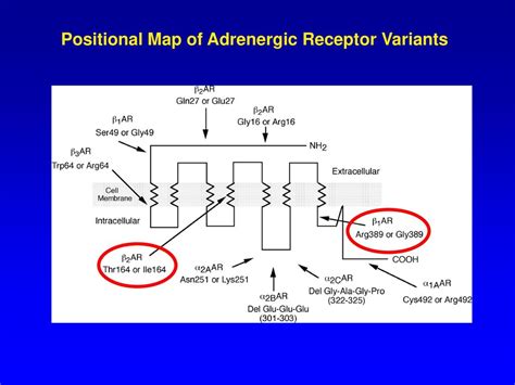 G Protein Signaling In The Heart Ppt Download