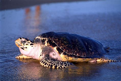 Tartaruga De Pente Eretmochelys Imbricata