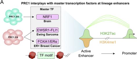 Dysregulated Pcg Domain Formation In Cancer A Depiction Of The