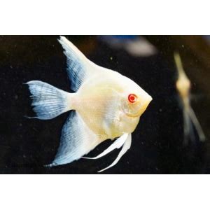 Acar Bandeira Albino Pterophyllum Scalare