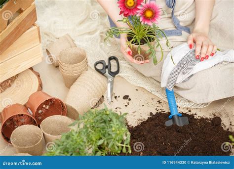 Herramientas Que Cultivan Un Huerto Y Suelo Foto De Archivo Imagen De