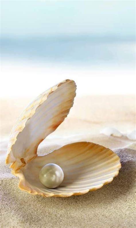 Clam Shell With Pearl Pearl Paint Sea Theme Shells