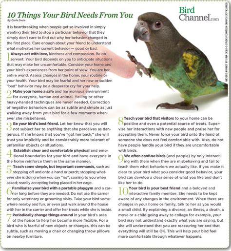 Green-Cheeked-Conure-Care