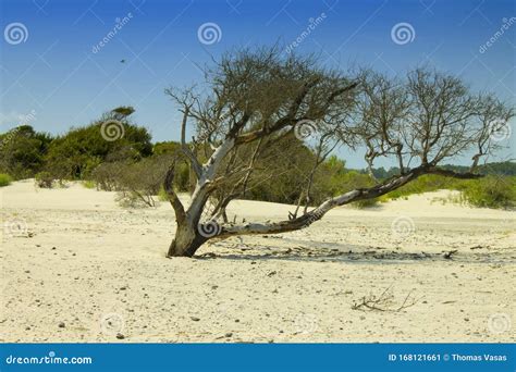 The Naked Tree On The Beach Stock Image Image Of Travel South 168121661