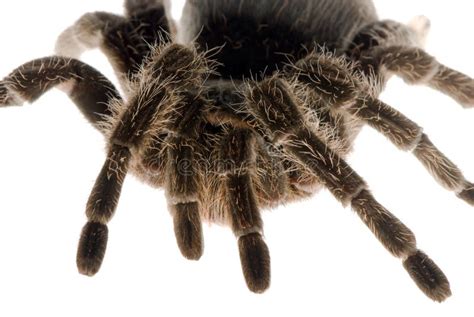 Tarantula Stock Photo Image Of Predator Arachnida Brachypelma 14993010