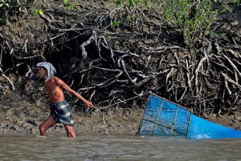 Explore the Beauty of Sundarbans - A Protected Mangrove Forest