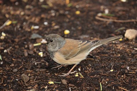 Dark Eyed Junco East Cascades Audubon Society