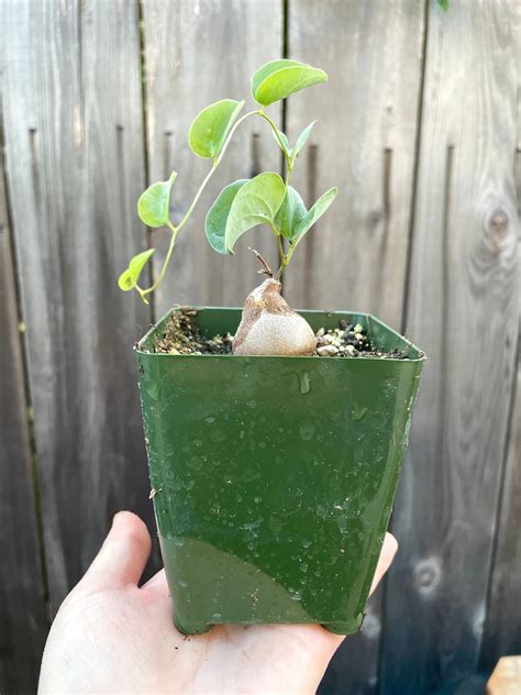 Dioscorea Elephantipes Elephants Foot Etsy