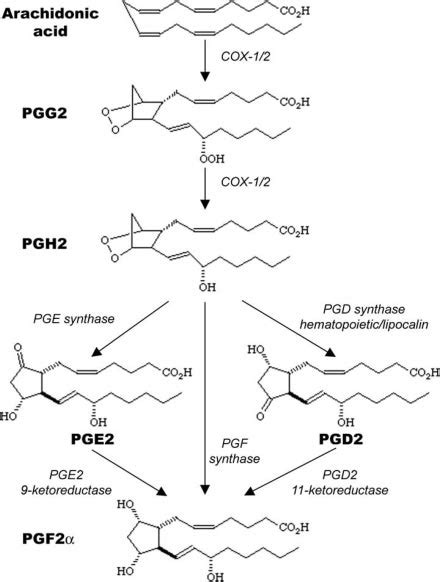 Schematic representation of the COX pathway illustrating the synthesis ...