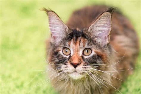 At What Age Do Maine Coon Kittens Naturally Calm Down Embora Pets