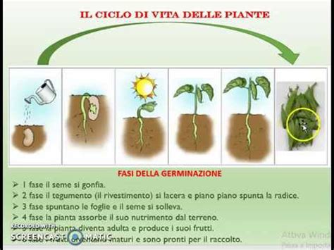 Ciclo Di Vita Delle Piante Fasi E Loro Caratteristiche Scienza