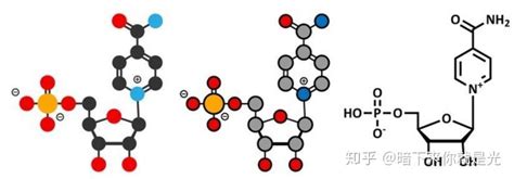 Nmn是什么，与nad有什么关系？ 知乎