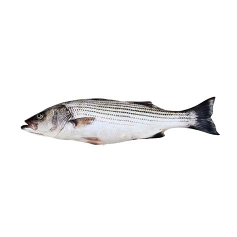 Whole Striped Sea Bass