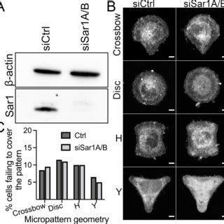 Figure S2 A HeLa Cells Were Co Transfected With 5 NM SiSar1A And 5