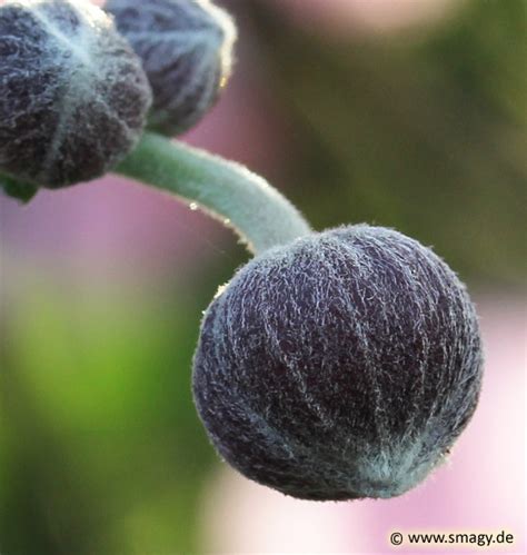 Smagy Pflanzen Insekten Heilkraft Herbst Anemone Anemone