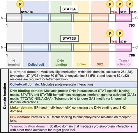 Dynamic Roles For Il 2 Stat5 Signaling In Effector And Regulatory Cd4