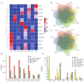 PDF Epigenetic Mechanisms Of LncRNA In Response To Thermal Stress