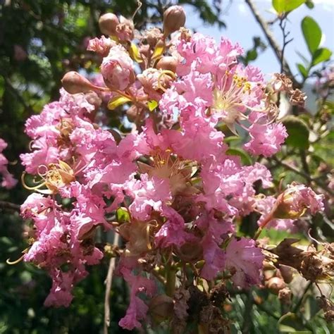 Rbol De J Piter O Astron Mica Lagerstroemia Indica Meses Sin Inter S