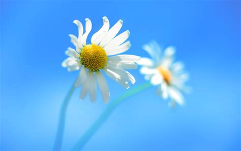 Daisy blue background wallpaper | other | Wallpaper Better