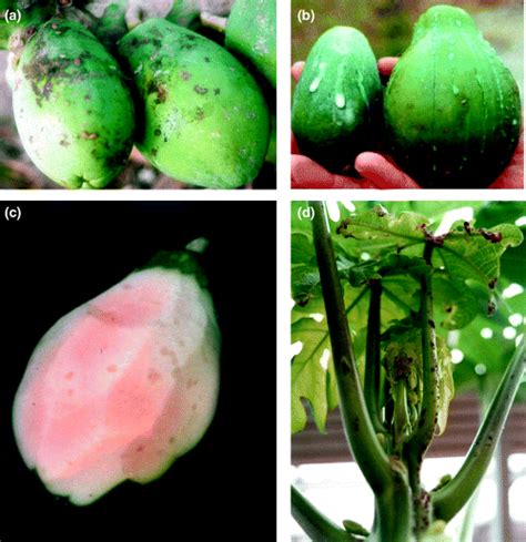 Purification And Some Properties Of Papaya Meleira Virus A Novel Virus