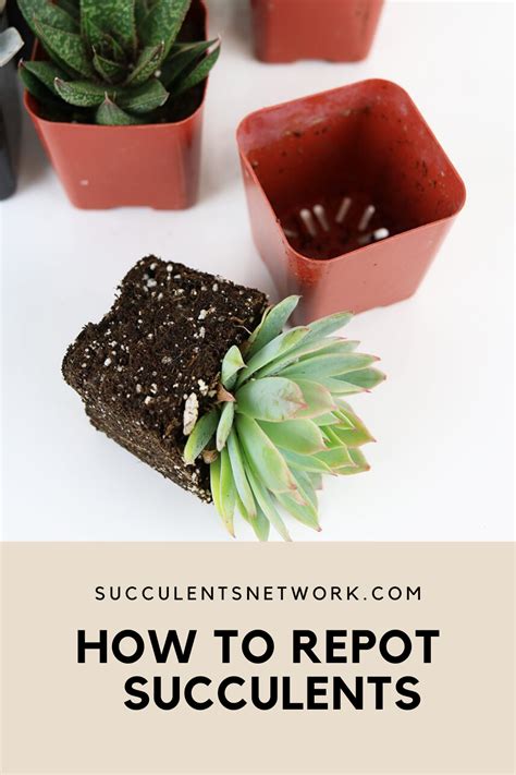 How To Repot Succulents Succulent Guide Repot Succulents Succulents