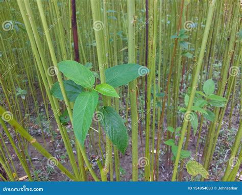 Jute Cultivation,jute Field, Green Jute,jute Leaves Stock Image ...