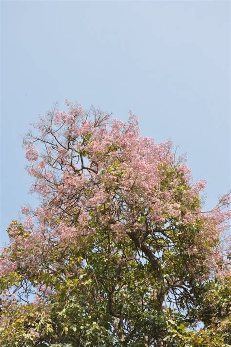 Stereospermum Kunthianum Cultivated Eflora Of India