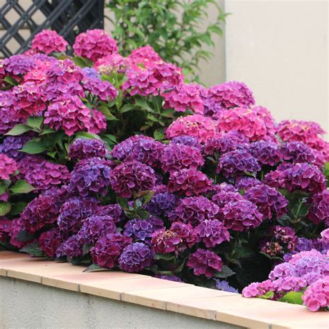 Exceller Le On Mammif Re Substral Hortensia Semblant Traitre Soupape