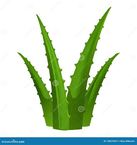 Green Aloe Vera Icon Cartoon Style Stock Vector Illustration Of