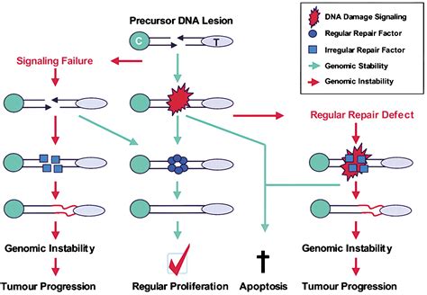 Spontaneous DNA Damage Genome Instability And CancerWhen DNA