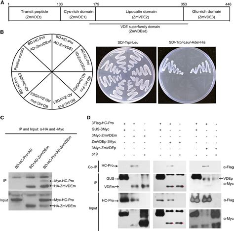 Zmvde Interacts With Scmv Hc Pro Via Its Mature Protein Region A