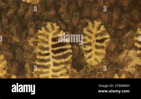 Bees Inside The Beehive Honeycomb Close Up Bee Colony In Hive Macro