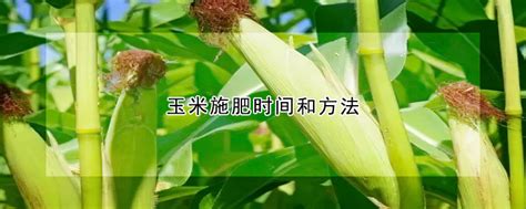 怎样种玉米 —【发财农业网】