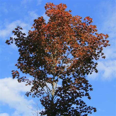 Acer 'Crimson King' | Purple-Leaved Maple Tree – Roots Plants