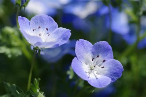 Nemophila (Baby Blue Eyes) – A to Z Flowers