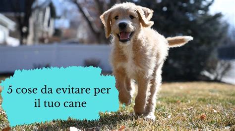 Cose Che Non Dovresti Far Fare Mai Al Tuo Cane Quali Le Cose Da Evitare