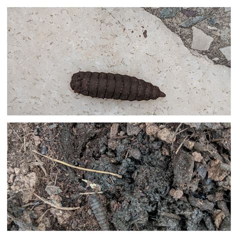 Found These Bugs In My Compost What Are These Is My Compost Safe To Use On My Plants