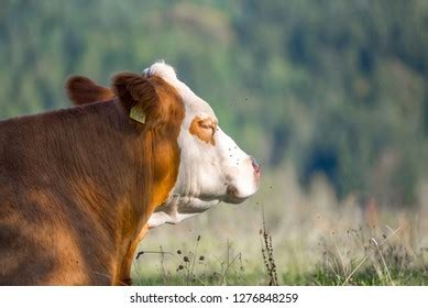 Hundred Calf Fisheye Royalty Free Images Stock Photos Pictures