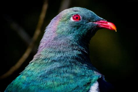 Photo of the week: Kererū at Zealandia | Conservation blog