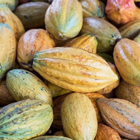 Forastero Cacao Bean Color Stock Photos Free And Royalty Free Stock