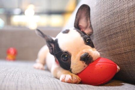 What to Expect with the French Bulldog Temperament | Family Puppies