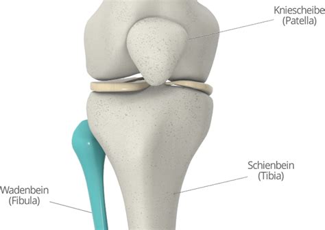 Fibula Was Ist Das Genau Knorpelexperte De