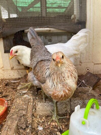 12 Week Old Easter Eggers BackYard Chickens Learn How To Raise Chickens