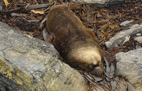 Falkland Islands Wildlife Guide - The Crowded Planet