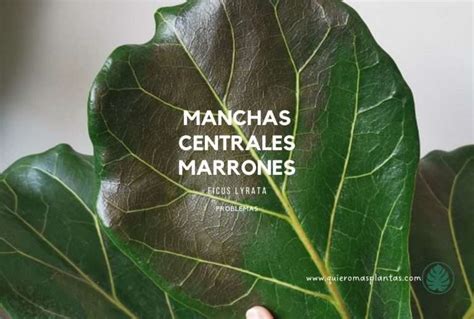 Revive Tu Ficus Lyrata Soluci N A Manchas Marrones Y Ca Da De Hojas