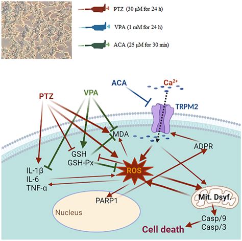 Possible Molecular Pathways Of Vpa And Trpm Antagonist On Oxidative