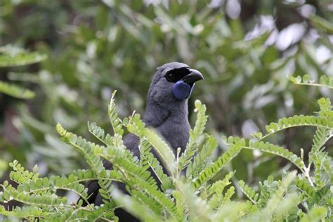 20 Birds in New Zealand → Stunning New Zealand Birds