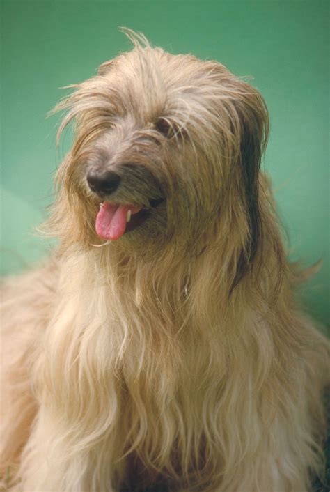 Tibetan terrier | Companion, Hypoallergenic & Non-Shedding | Britannica